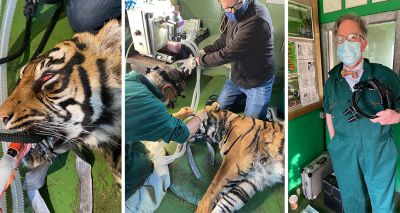 Vets save tiger's eye in first operation of its kind