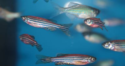 Zebrafish insights could help humans reach Mars