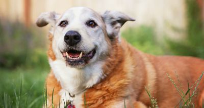 Call for Dogs Trust research funding applications