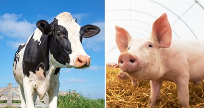 Pig and cattle health projects receive funding boost