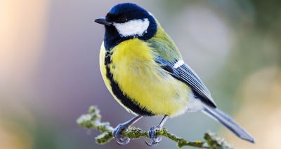 Bird genes reveal impact of city living