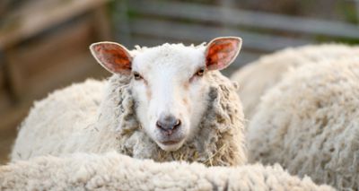 Animals formally recognised as sentient beings in UK law