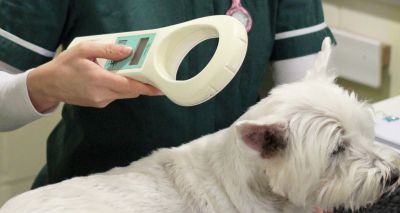 New guidance on microchip scanning of dogs