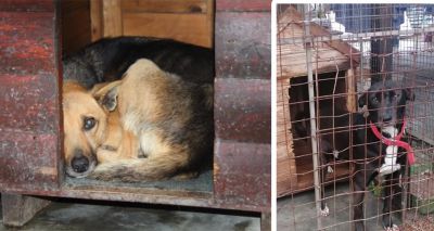 Urgent appeal after flooding destroys dog shelter