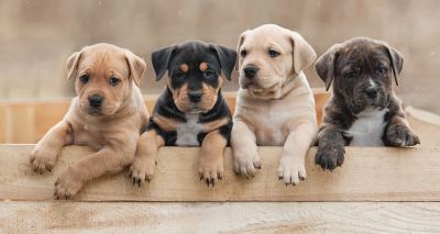 Government launches second Animal Welfare Bill