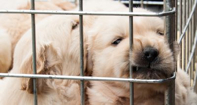 Kennel Club welcomes commitments to tackle puppy smuggling