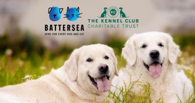 Animal charities announce partnership to benefit dogs