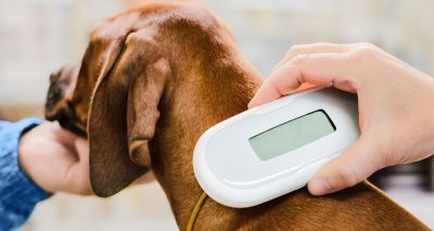 MPs to debate microchipping petitions