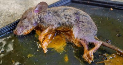 Government supports glue trap ban