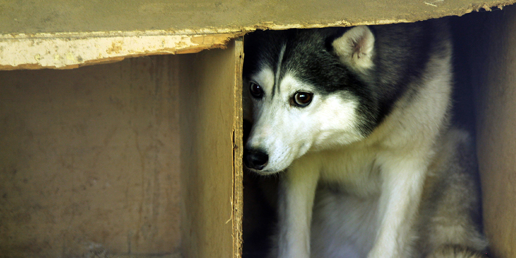 Animal offenders to face fines of up to £5000