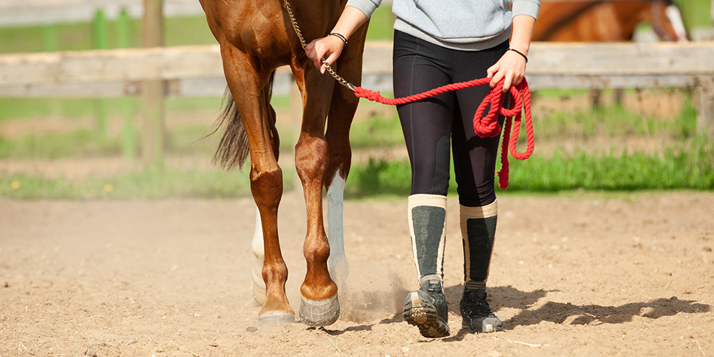 Scholarship programme for Equine Research launched