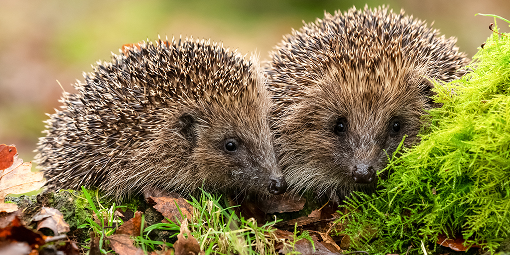 Parliament to debate hedgehog protection petition