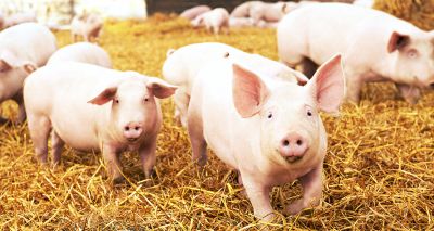 Survey reveals attitudes towards farm animal health and welfare