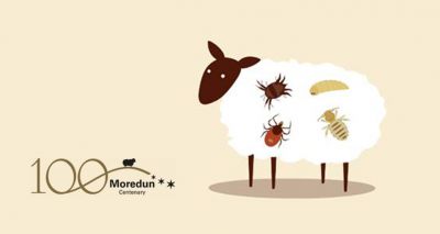 Moredun animation explains ectoparasites of sheep