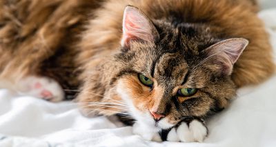 Vets sought for feline pancytopenia study