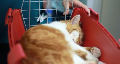 BSAVA publishes new end-of-life collection