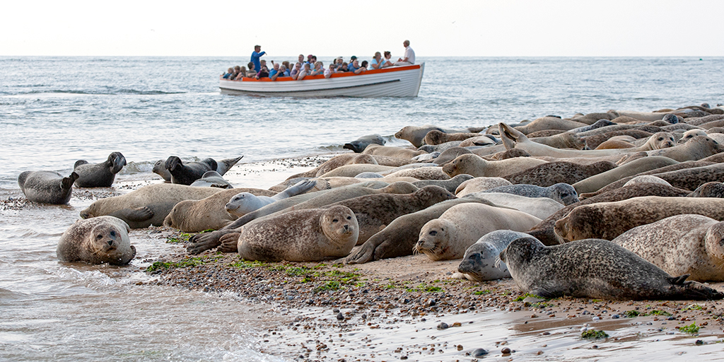 RSPCA rolls out Operation Seabird campaign