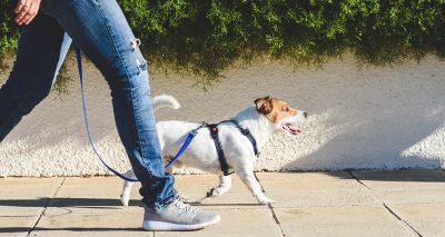 Study validates accuracy of pet behavioural signs to spot disease