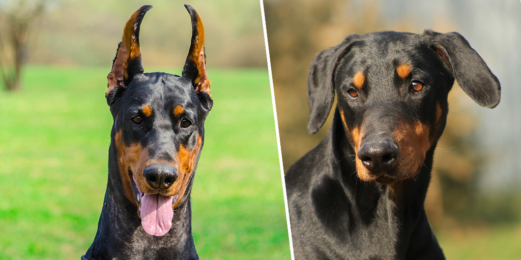 Statistics suggest increase in dogs with cropped ears