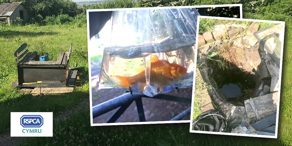 Goldfish rescued from 7ft deep well