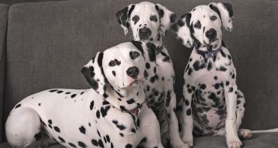 Concerns over release of new Dalmation film