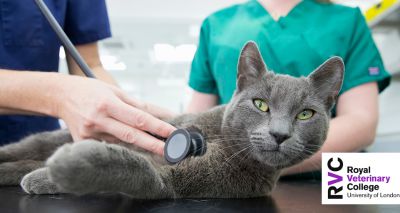 RVC issues update on feline pancytopenia