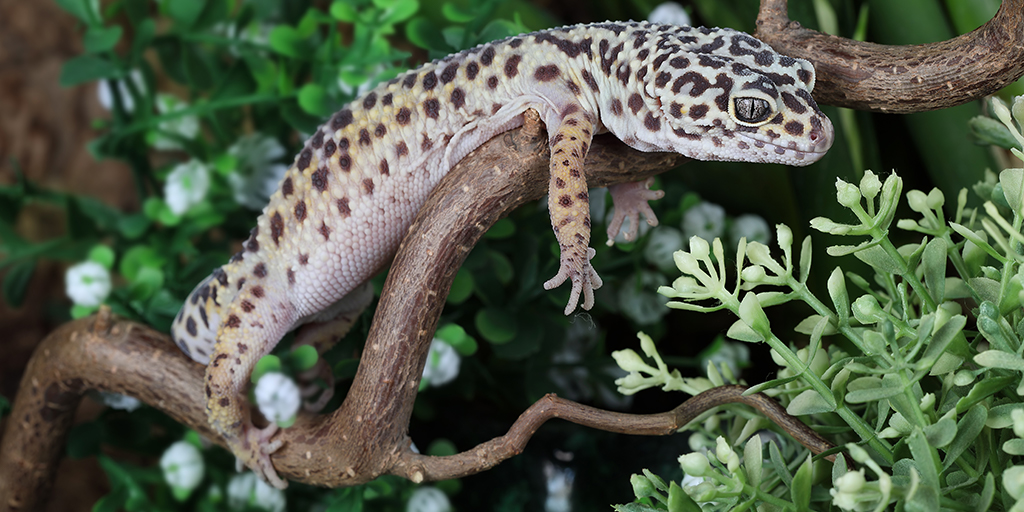 Leopard gecko skin tumours linked to human melanoma gene