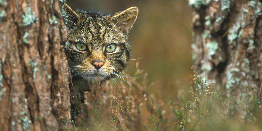 Funding boost for Scottish Wildcat conservation