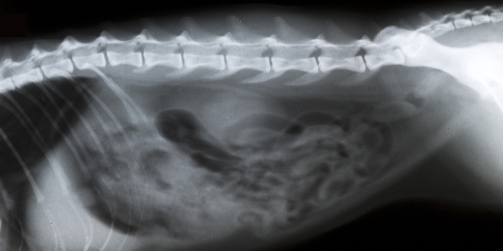 BSAVA announces PGCert in small animal diagnostic imaging