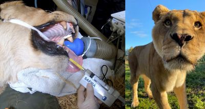 Novel device helps lion through dental surgery