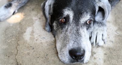 Webinar provides insight into old age pets