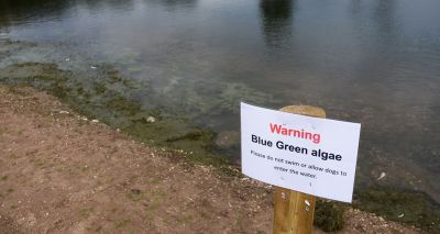 UK dog walkers warned of fatal blue-green algae