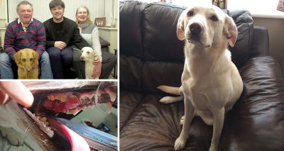 Vets save dog with rare mouth tumour