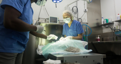 Study reveals sustainable possibilities for veterinary anaesthesia