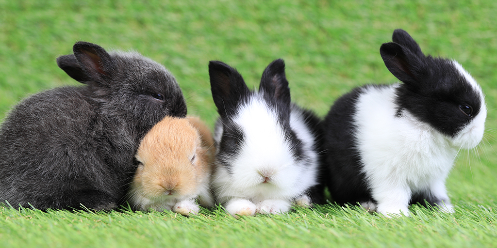 First Good Practice Code for Rabbit Welfare launched