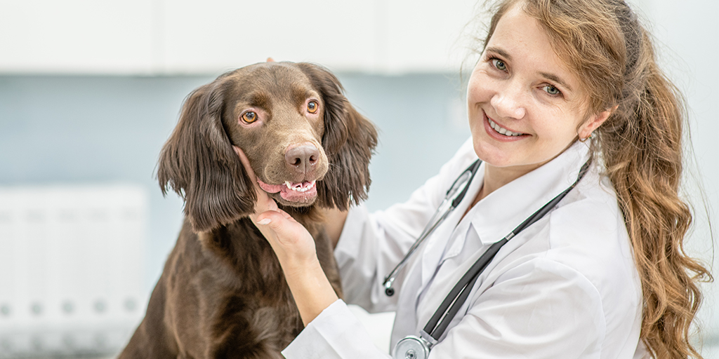 Vets sought for canine epidemic prevention study