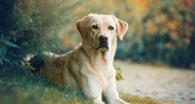 Labrador retrievers at significant risk of arthritis, research finds