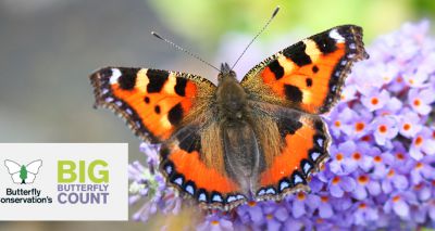 Big Butterfly Count 2021 gets underway