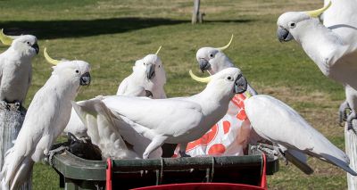 Cockatoos learn through social interaction, study finds