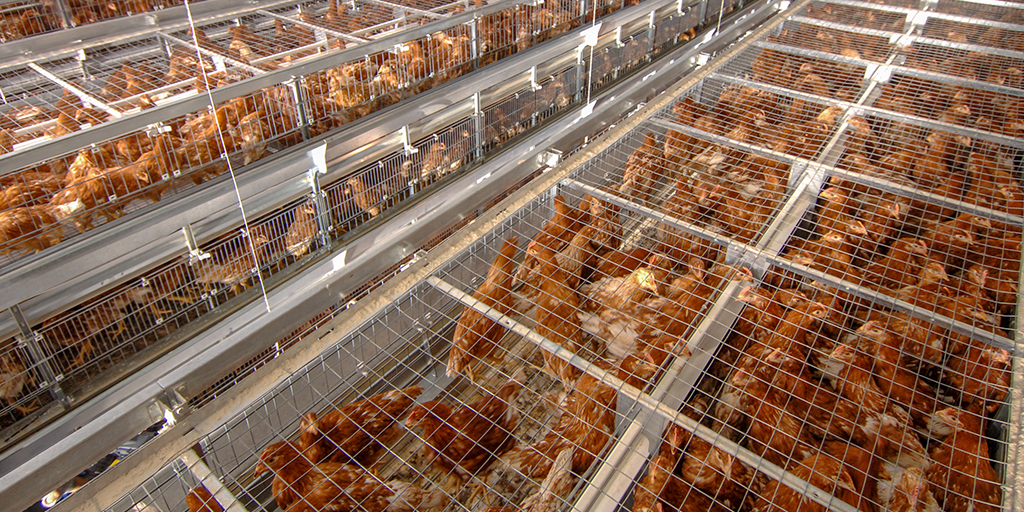 European Commission responds to caged-farming ECI