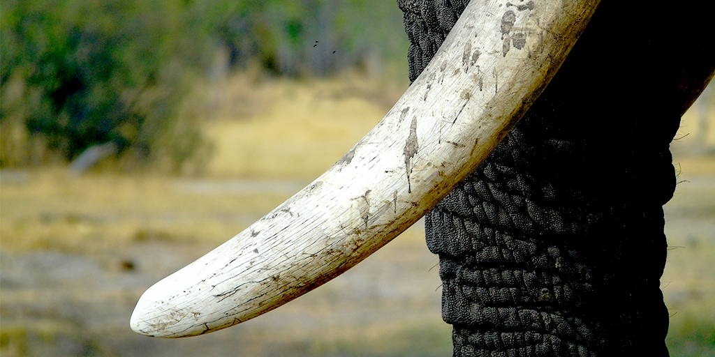 Government consulting on expansion of 2018 Ivory Act