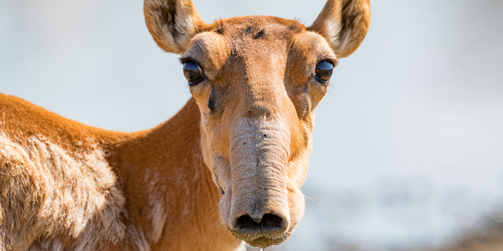 Comeback made by critically endangered antelope species