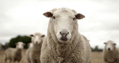 Sheep farmers urged to take action on wormer resistance