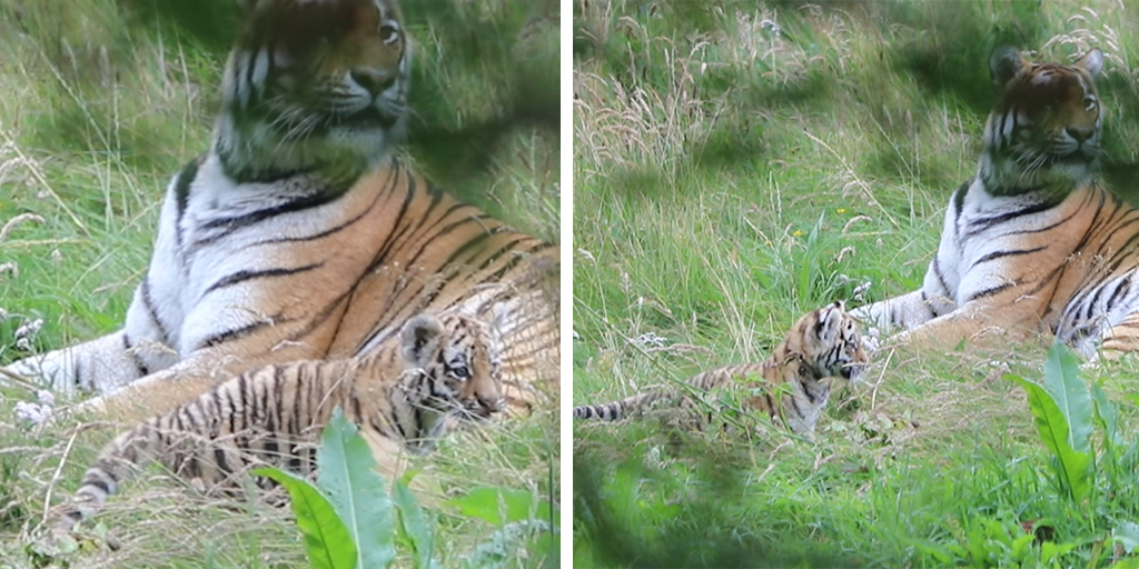 Endangered tiger cubs take first steps outside