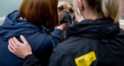 Pets recognised in new Domestic Abuse Act