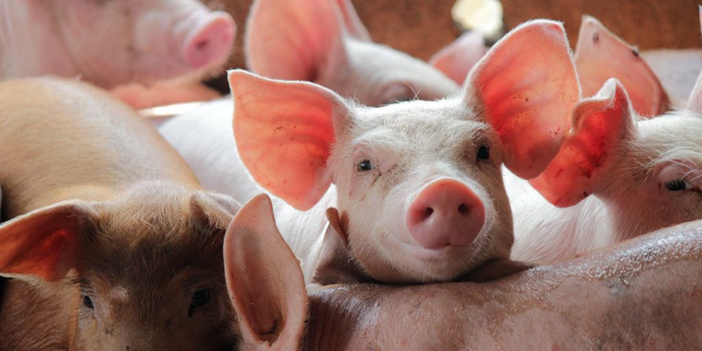 Disease-resistant gene-edited pigs targeted in agreement