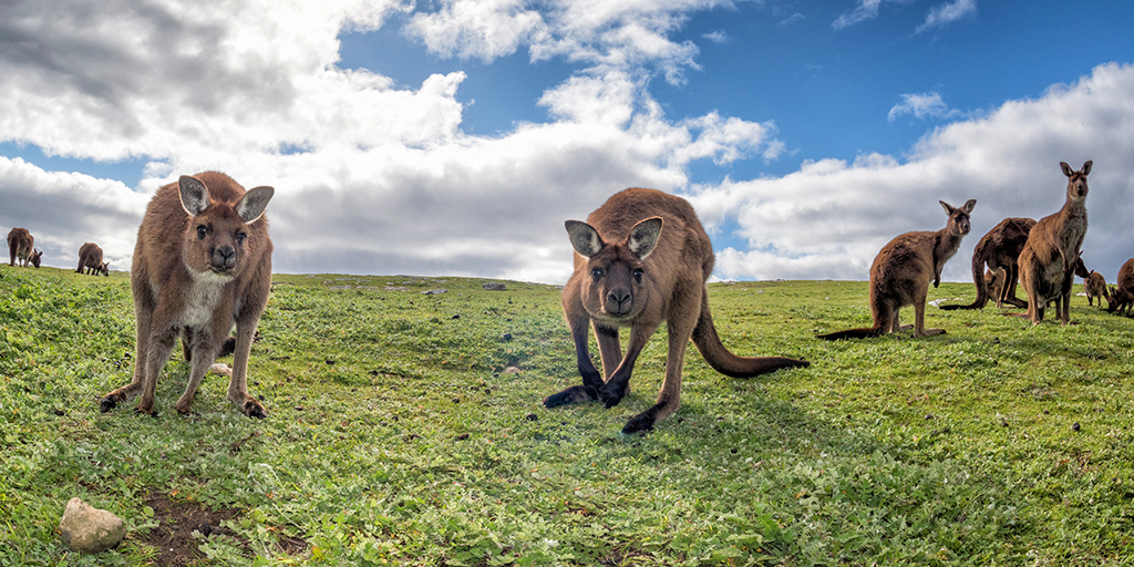 Study offers alternatives to wildlife trade ban