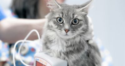 Vets urged to take feline blood pressure readings