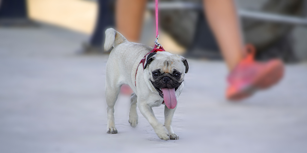 Dog walks in the heat are the biggest risk of heat-related illness, research finds