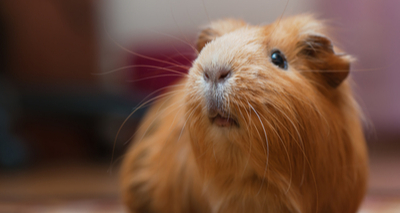 RSPCA concerned about Guinea Pig welfare